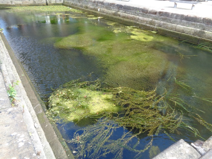 PondWeedAtOldGravingDock(DryDock)GranaryWharfAreaLeedsAug162018(1)..jpg