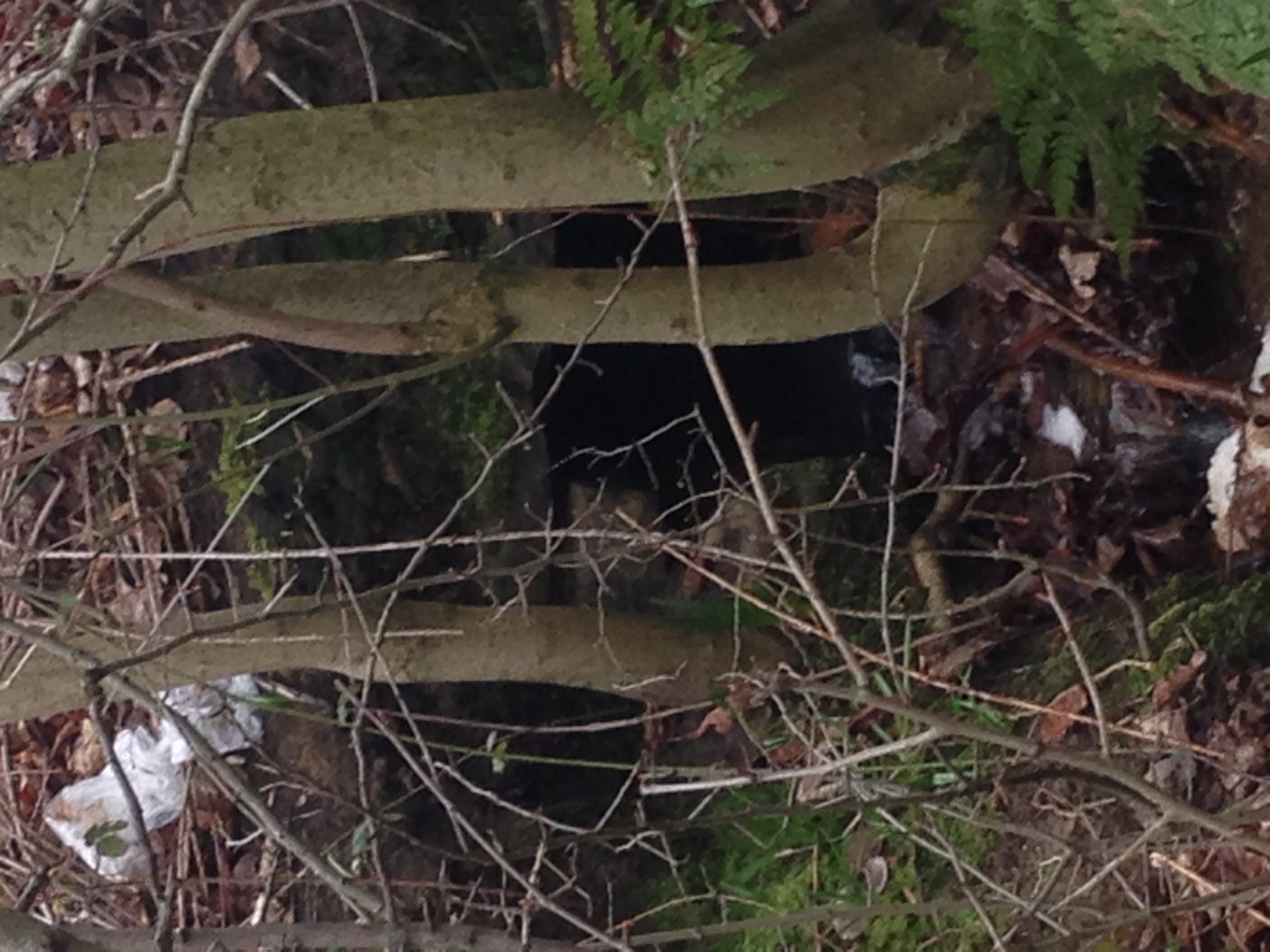 Stream emerging from underneath golf course